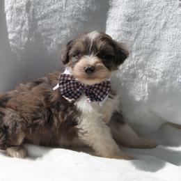 Aussiedoodle, Australian Shepherd, and Miniature Australian Shepherd Puppies from Royal J Aussies and Aussiedoodles
