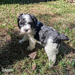 Zappa - Black and white male Cockapoo puppy in Sunset, Louisiana from Cano Cockapoos