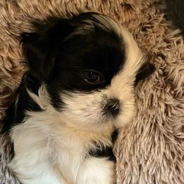 Girl two - Black and white female Shih Tzu puppy in Fountain, Florida from Simply Shih Tzu