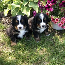Bernese Mountain Dog puppies from Knight Bernese