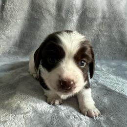 Pecan - Piebald female Dachshund puppy in Ocala, Florida from Weenie Boops