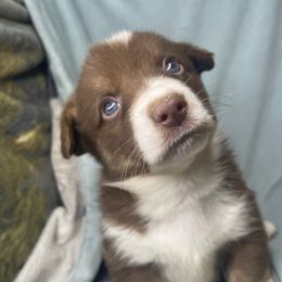 Zero - Liver and white male American Corgi puppy in Grants Pass, Oregon from KnR Antler Dogs