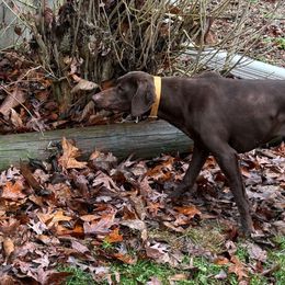 Bree - German Shorthaired Pointer