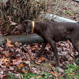 Bree - German Shorthaired Pointer