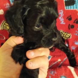 Boy one - Black male Cavapoo puppy in East Providence, Rhode Island from Marta's Cavaliers