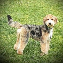 Viola - Aussiedoodle