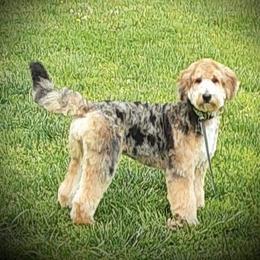 Viola - Aussiedoodle