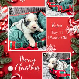 Australian Shepherd and Great Dane Puppies from AEW Farm