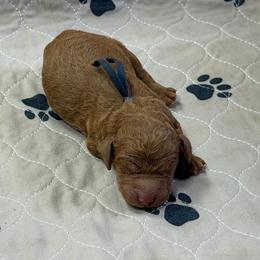 Navy - Apricot male Goldendoodle puppy in Rockford, Ohio from 419 Goldendoodles