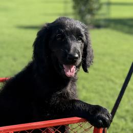 Franklin - Black male Assorted Doodle Crosses puppy in Coweta, Oklahoma from Storybook Doodles