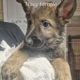 Navy collar - Sable female German Shepherd puppy in Murray, Kentucky from Froschwald German Shepherds and Xanadu Teddy Roosevelt Terriers