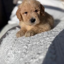 Boy 2 - Cream male Goldendoodle puppy in Fayetteville, Arkansas from Silver Hill Farm