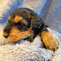 Baby Boy Red - Black and tan male Airedale Terrier puppy in Mooresville, North Carolina from Farm 55