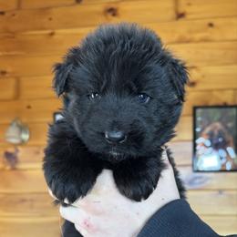 Hira - Black female German Shepherd puppy in Garland, Maine from Vom Schön Traumhund