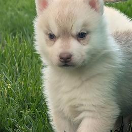 Dice - Red and white male Siberian Husky puppy in Wisconsin from Liberty Siberians