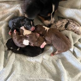 Miniature Australian Shepherd Puppies from Amberwood DD Aussies