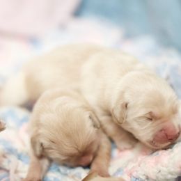 Pick of litter male - Golden male Golden Retriever puppy in Lemoore, California from UnrivaledGoldens