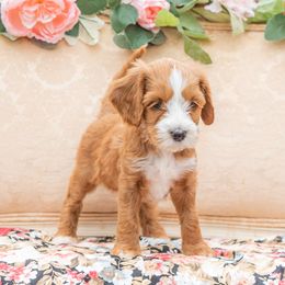 Ruby - Red Australian Labradoodle puppy in Statesville, North Carolina from Rose Cottage Labradoodles