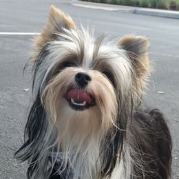 Brodie - Biewer Terrier