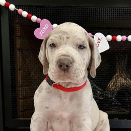 Polar - Merle male Great Dane puppy in Ardmore, Alabama from Delta Danes