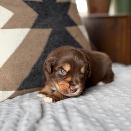 Bunny - Red tri male Miniature Australian Shepherd puppy in Cody, Wyoming from Quartz Creek Aussies