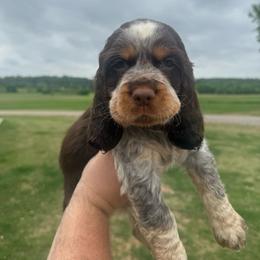 Cal - Tri-Roan male English Springer Spaniel puppy in Morrilton, Arkansas from Triple M Farms & Springers
