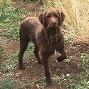 Dez - Pudelpointer
