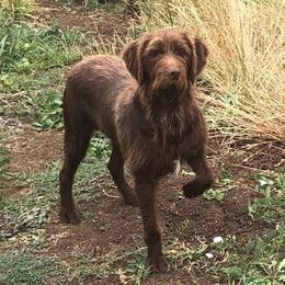 Dez - Pudelpointer
