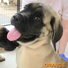 ORANGE - Fawn female Mastiff puppy in Las Vegas, Nevada from Mike N.