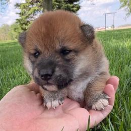 Rosemary - Sesame female Shiba Inu puppy in Covington, Ohio from Rustic Country Shibas