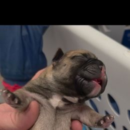 Male fawn - Fawn and white male French Bulldog puppy in Phoenix, Arizona from ANE French Bulldogs