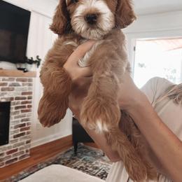 Goldendoodle Puppies from Cedarcrest Goldendoodles