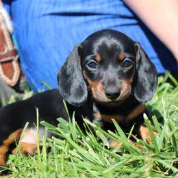 Hazel (Ms No Mark) - Black and tan female Dachshund puppy in Red Bud, Illinois from Midwest Miniature Dachshunds