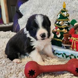 Cliff - Black and white male Border Collie puppy in Morgan, Texas from Shooting Star Ranch