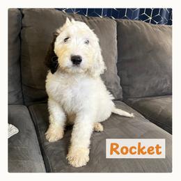 Rocket - Black and white male Springerdoodle puppy in Cassville, Wisconsin from Storyside Kennels