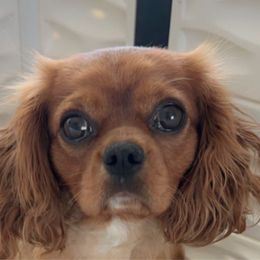 Reba - Cavalier King Charles Spaniel