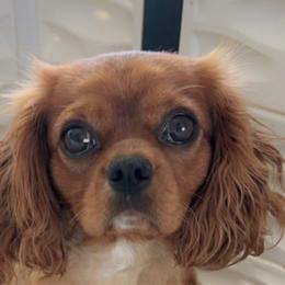 Reba - Cavalier King Charles Spaniel
