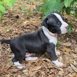 Nathan - Black and white male Rat Terrier puppy in Ukiah, Texas from Poem's Haven Rat Terriers..AKA Mysthaven Rat Terriers
