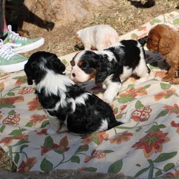 Cavalier King Charles Spaniel Puppies from Critter's Cottage Cavaliers