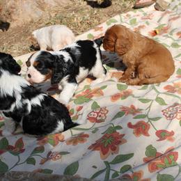 Cavalier King Charles Spaniel Puppies from Critter's Cottage Cavaliers