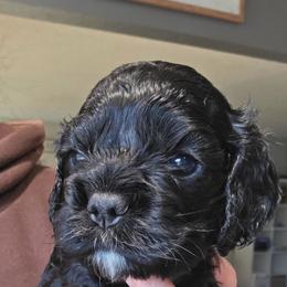 Bento - Black male Cocker Spaniel puppy in Fresno, California from Carvajal Cockers