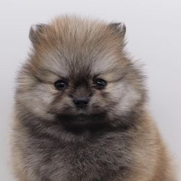 Pomeranians from Truly Pomeranian