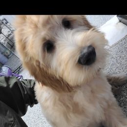 Bartimus - Apricot Goldendoodle puppy in Wolcottville, Indiana from Indiana Goldens