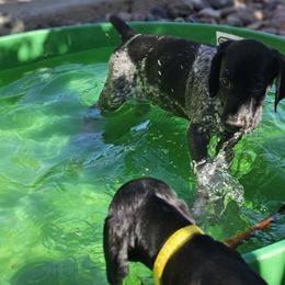 Hardy - Black roan German Shorthaired Pointer puppy in Banning, California from ⭐🦆 So Cal on Point GSP'S🇺🇲🇩🇪 lg