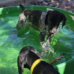 Hardy - Black roan German Shorthaired Pointer puppy in Banning, California from ⭐🦆 So Cal on Point GSP'S🇺🇲🇩🇪 lg