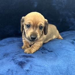 Zuri - Cream female Dachshund puppy in Memphis, Tennessee from River City Doxies