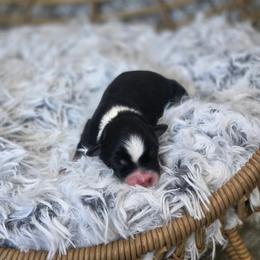 Boy 3 - Black tri male Miniature Australian Shepherd puppy in Killen, Alabama from Wilkers Wholehearted Mini Aussies
