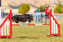 Black and white Border Collie going over an agility jump during a competition