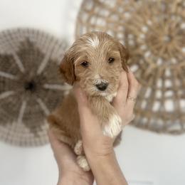 Oakly - Parti male Goldendoodle puppy in S AI Nt John, Indiana from Lulu's Goldendoodles
