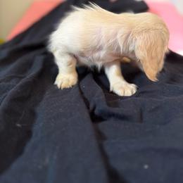 Male 1 - Cream male Dachshund puppy in Ocala, Florida from Sugarbakers Kennel
